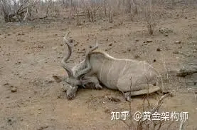 死了的 Kudu（非洲羚羊)
